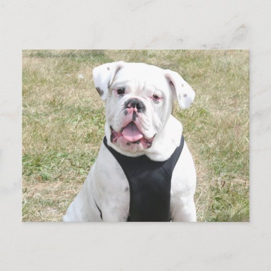 Weißer Bulldog Postkarte (Vorderseite)