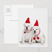 Weißer Bulldog Postkarte (Vorne/Hinten)