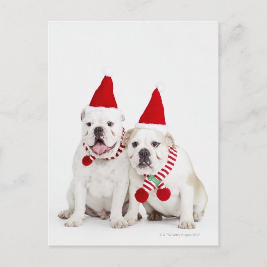 Weißer Bulldog Postkarte (Vorderseite)