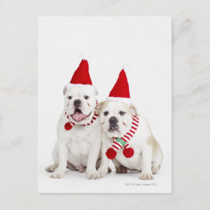 Weißer Bulldog Postkarte