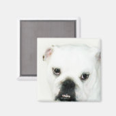 Weißer Bulldogen-Magnet Magnet (Vorderseite/Rückseite)
