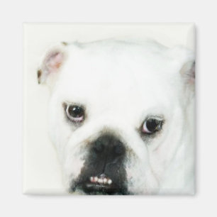 Weißer Bulldoggenmagnet Magnet