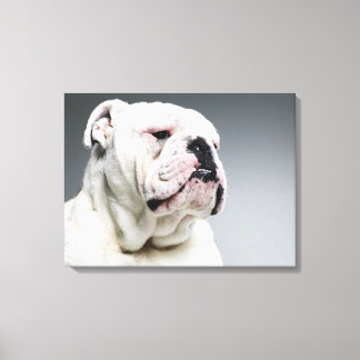 Weißer Bullenhund Leinwanddruck