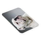 Weißer Bullenhund Magnet (Rechte Seite)