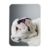 Weißer Bullenhund Magnet (Vertikal)
