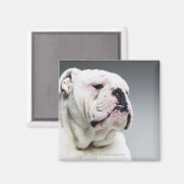 Weißer Bullenhund Magnet (Vorderseite/Rückseite)
