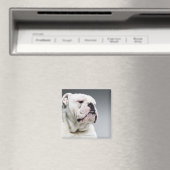 Weißer Bullenhund Magnet (In Situ (Geschirrspüler))