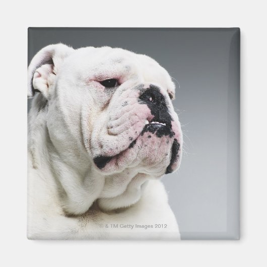 Weißer Bullenhund Magnet (Vorne)