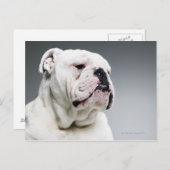 Weißer Bullenhund Postkarte (Vorne/Hinten)