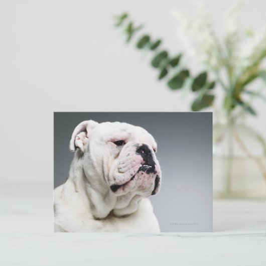 Weißer Bullenhund Postkarte (Stehend Vorderseite)