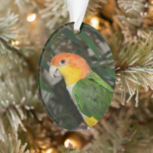 Weißer Bündner Kaiken-Papagei mit Bambusbaum Ornament