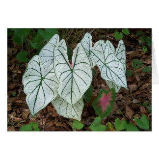 Weißer Caladium