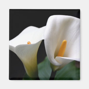 Weißer Calla-Lilien-Blumen-Quadrat-Magnet Magnet