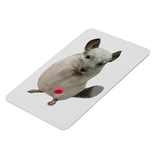 Weißer Chinchilletasse Magnet (Linke Seite)