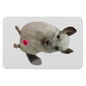 Weißer Chinchilletasse Magnet (Horizontal)