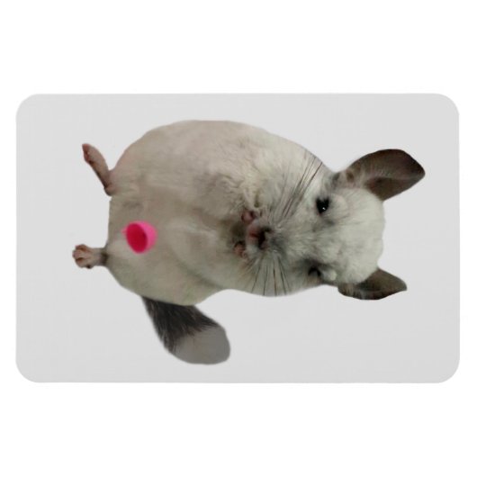 Weißer Chinchilletasse Magnet (Horizontal)