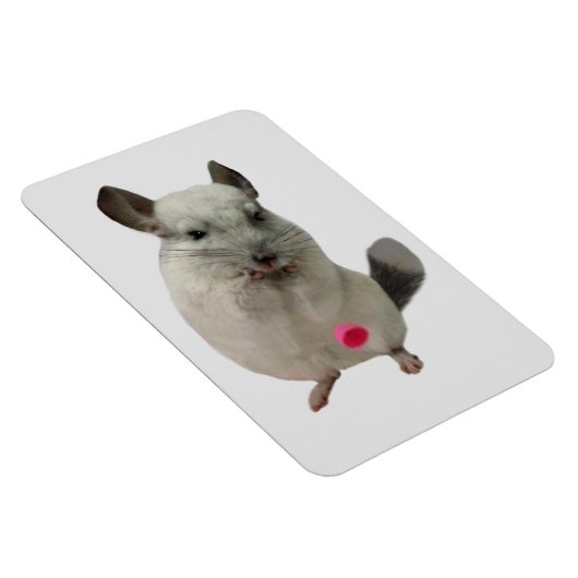 Weißer Chinchilletasse Magnet (Rechte Seite)