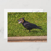 Weißer Crowdog Postkarte (Vorne/Hinten)