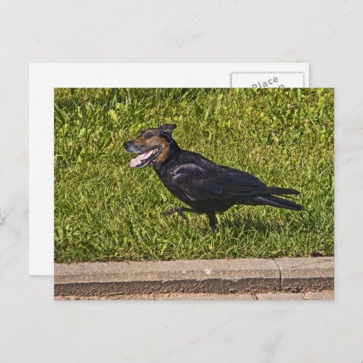 Weißer Crowdog Postkarte (Vorne/Hinten)