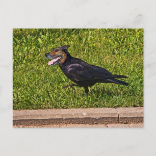 Weißer Crowdog Postkarte