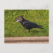 Weißer Crowdog Postkarte (Vorderseite)