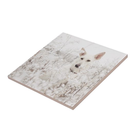 Weißer Deutscher Hirte im Schnee Fliese (Seite)