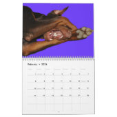 Weißer Dobermann-Kalender Kalender (Feb 2026)