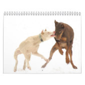 Weißer Dobermann-Kalender Kalender (Titelbild)