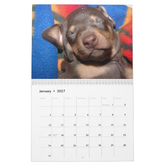 Weißer Dobermann-Kalender Kalender (Jan 2027)