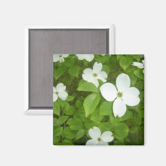Weißer Dogwood-Baum Magnet (Vorderseite/Rückseite)