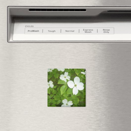Weißer Dogwood-Baum Magnet (In Situ (Geschirrspüler))