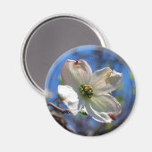 Weißer Dogwood-Blume-Magnet Magnet (Vorderseite/Rückseite)