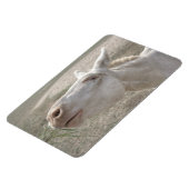 Weißer Donkey (Österreich-Ungarn) Magnet (Linke Seite)