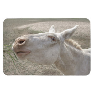 Weißer Donkey (Österreich-Ungarn) Magnet
