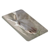 Weißer Donkey (Österreich-Ungarn) Magnet (Rechte Seite)