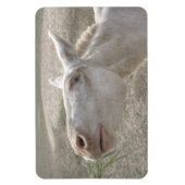 Weißer Donkey (Österreich-Ungarn) Magnet (Vertikal)