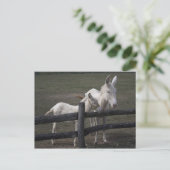 Weißer Donkey (Österreich-Ungarn) Postkarte (Stehend Vorderseite)