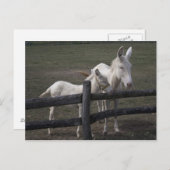 Weißer Donkey (Österreich-Ungarn) Postkarte (Vorne/Hinten)