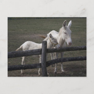 Weißer Donkey (Österreich-Ungarn) Postkarte