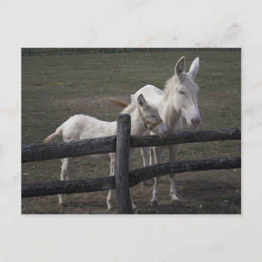 Weißer Donkey (Österreich-Ungarn) Postkarte (Vorderseite)