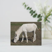 Weißer Donkey (Österreich-Ungarn) Postkarte (Stehend Vorderseite)