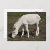 Weißer Donkey (Österreich-Ungarn) Postkarte (Vorne/Hinten)
