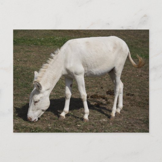 Weißer Donkey (Österreich-Ungarn) Postkarte (Vorderseite)