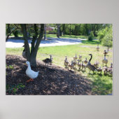 WEISSER DUCK UND GEESE POSTER (Vorne)