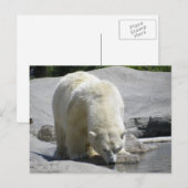 Weißer Eisbär Postkarte (Vorne/Hinten)