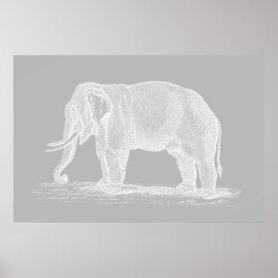 Weißer Elefant Vintage-Illustration aus dem 19. Ja Poster