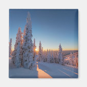 Weißer Fisch, Montana Magnet (Vorne)