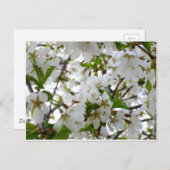 Weißer Foto Postkarte (Vorne/Hinten)