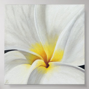 Weißer Frangipani Poster