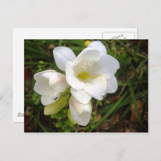 Weißer Freesia Postkarte (Vorne/Hinten)